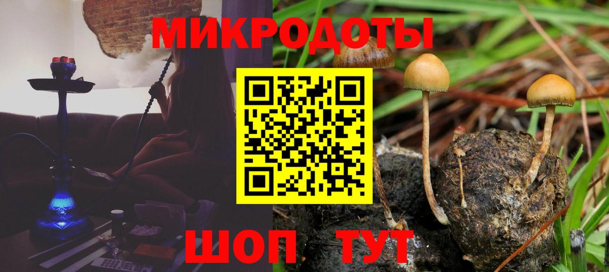 Псилоцибиновые грибы Psilocybe  Великий Новгород 